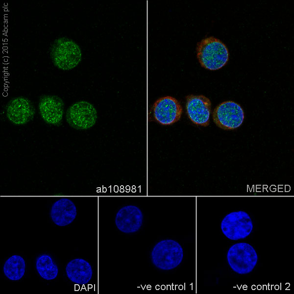 Immunocytochemistry/ Immunofluorescence - Anti-SENP1 antibody [EPR3844] - BSA and Azide free (AB239937)