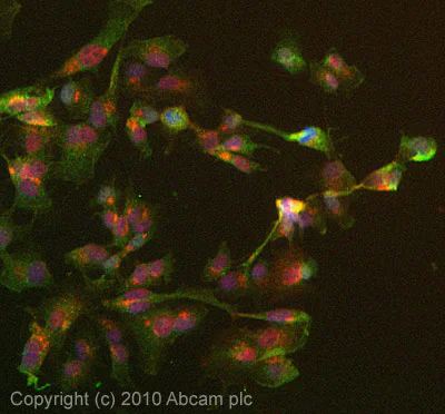 Immunocytochemistry/ Immunofluorescence - Anti-SENP2 antibody (AB58418)