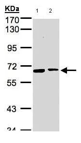 Western blot - Anti-SENP2 antibody (AB96865)