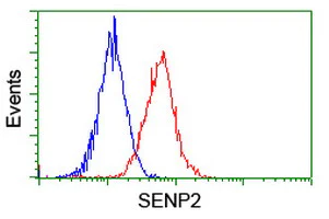 Flow Cytometry (Intracellular) - Anti-SENP2 antibody [OTI1H2] (AB131637)