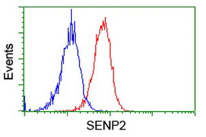 Flow Cytometry (Intracellular) - Anti-SENP2 antibody [OTI1H2] (AB131637)