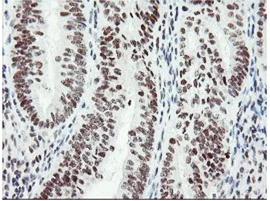 Immunohistochemistry (Formalin/PFA-fixed paraffin-embedded sections) - Anti-SENP2 antibody [OTI1H2] (AB131637)