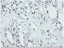 Immunohistochemistry (Formalin/PFA-fixed paraffin-embedded sections) - Anti-SENP2 antibody [OTI1H2] (AB131637)