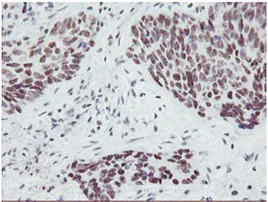 Immunohistochemistry (Formalin/PFA-fixed paraffin-embedded sections) - Anti-SENP2 antibody [OTI1H2] (AB131637)