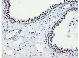 Immunohistochemistry (Formalin/PFA-fixed paraffin-embedded sections) - Anti-SENP2 antibody [OTI1H2] (AB131637)