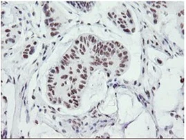 Immunohistochemistry (Formalin/PFA-fixed paraffin-embedded sections) - Anti-SENP2 antibody [OTI1H2] (AB131637)