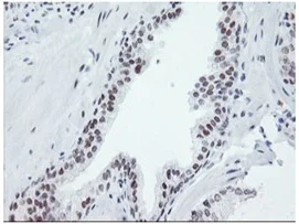 Immunohistochemistry (Formalin/PFA-fixed paraffin-embedded sections) - Anti-SENP2 antibody [OTI1H2] (AB131637)