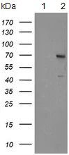 Western blot - Anti-SENP2 antibody [OTI1H2] (AB131637)