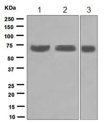 Western blot - Anti-SENP3 antibody [EP4360] - BSA and Azide free (AB284791)
