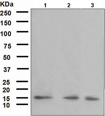 Western blot - Anti-SEP15 antibody [NCIR128A] (AB124840), expandable thumbnail