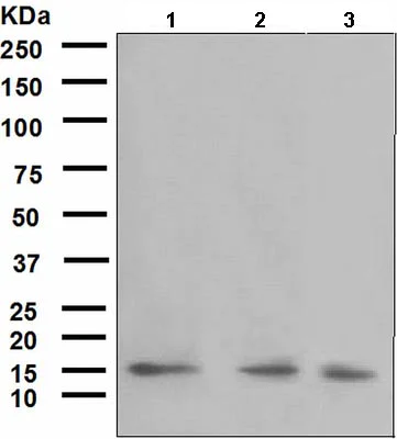 Western blot - Anti-SEP15 antibody [NCIR128A] (AB124840)