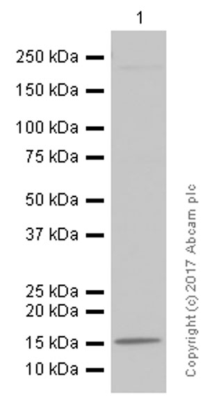 Western blot - Anti-SEP15 antibody [NCIR128A] (AB124840), expandable thumbnail