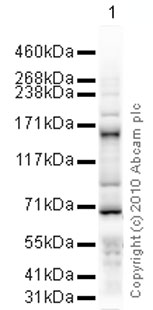Western blot - Anti-Separase antibody [XJ11-1B12] (AB16170)