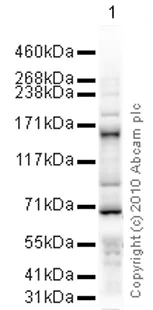 Western blot - Anti-Separase antibody [XJ11-1B12] (AB16170)