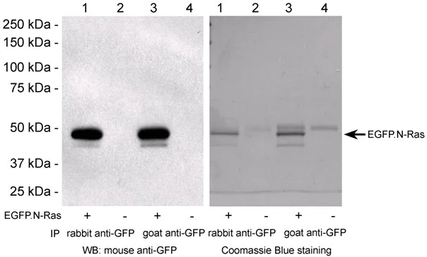 Immunoprecipitation - Sepharose Anti-GFP antibody (AB69314)