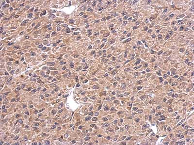 Immunohistochemistry (Formalin/PFA-fixed paraffin-embedded sections) - Anti-SEPP1 antibody (AB155185)