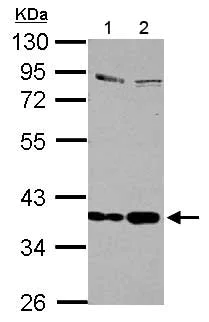 Western blot - Anti-SEPP1 antibody (AB155185)