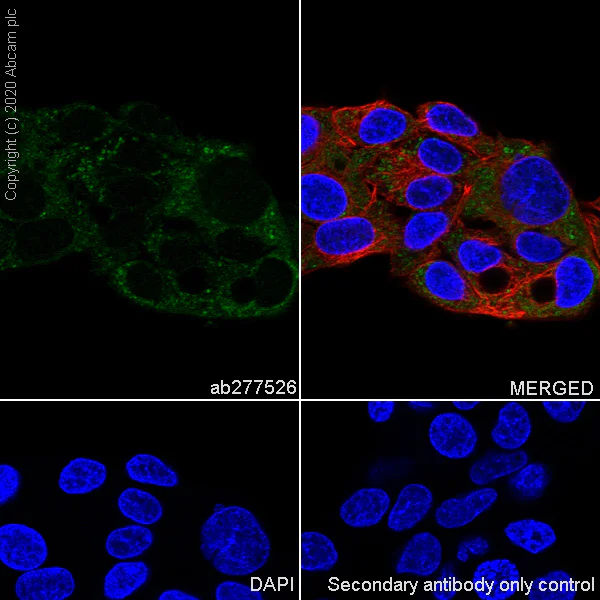 Immunocytochemistry/ Immunofluorescence - Anti-SEPP1 antibody [EPR24174-24] (AB277526)