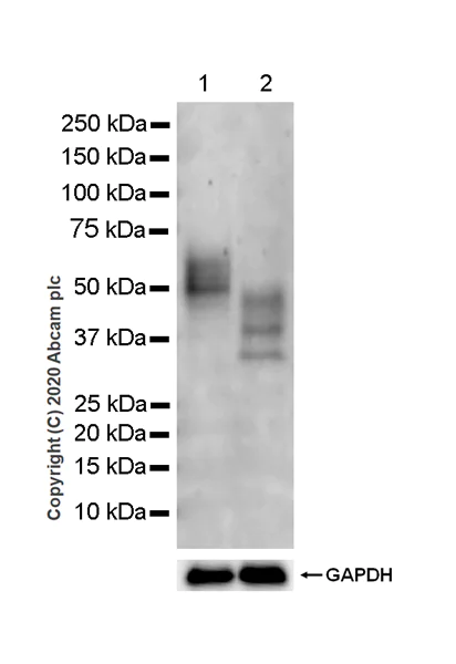 Western blot - Anti-SEPP1 antibody [EPR24174-24] (AB277526)