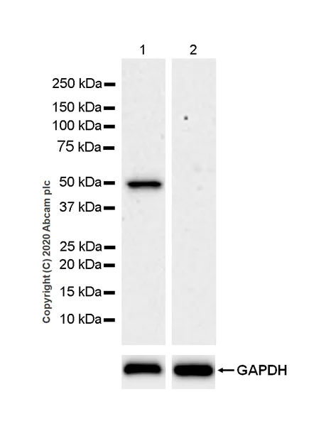 Western blot - Anti-SEPP1 antibody [EPR24174-24] (AB277526)