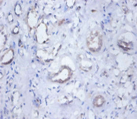 Immunohistochemistry (Formalin/PFA-fixed paraffin-embedded sections) - Anti-SEPSECS antibody (AB236956), expandable thumbnail
