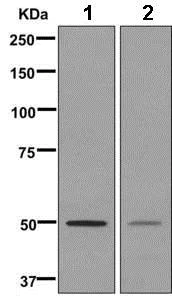Western blot - Anti-SEPT10 antibody [EPR11141(B)] - BSA and Azide free (AB249486)