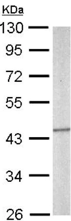 Western blot - Anti-SEPT5 antibody (AB154228)