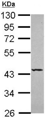 Western blot - Anti-SEPT5 antibody (AB154228), expandable thumbnail