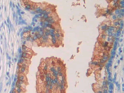 Immunohistochemistry (Formalin/PFA-fixed paraffin-embedded sections) - Anti-SEPT5 antibody (AB233431)