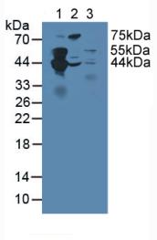 Western blot - Anti-SEPT5 antibody (AB233431), expandable thumbnail