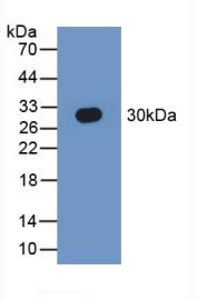 Western blot - Anti-SEPT5 antibody (AB233431), expandable thumbnail