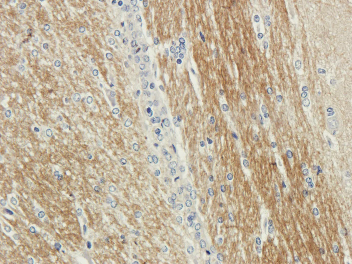 Immunohistochemistry (Formalin/PFA-fixed paraffin-embedded sections) - Anti-SEPT5 antibody [SP18] (AB288411)