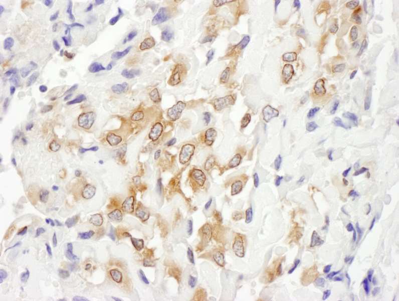 Immunohistochemistry (Formalin/PFA-fixed paraffin-embedded sections) - Anti-SEPT7 antibody (AB186021)