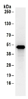 Immunoprecipitation - Anti-SEPT7 antibody (AB186021)