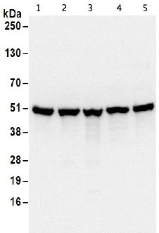 Western blot - Anti-SEPT7 antibody (AB186021)