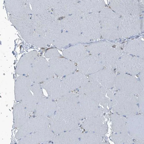 Immunohistochemistry (Formalin/PFA-fixed paraffin-embedded sections) - Anti-SEPT7 antibody (AB244434)