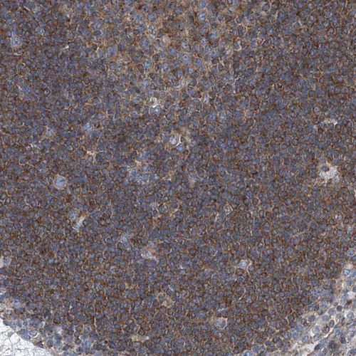 Immunohistochemistry (Formalin/PFA-fixed paraffin-embedded sections) - Anti-SEPT7 antibody (AB244434)