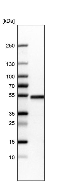 Western blot - Anti-SEPT7 antibody (AB244434), expandable thumbnail