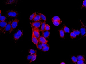 Immunocytochemistry/ Immunofluorescence - Anti-SEPT7 antibody [EPR12610] (AB175229)