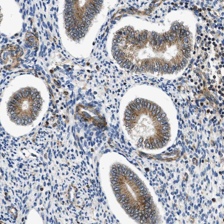 Immunohistochemistry (Formalin/PFA-fixed paraffin-embedded sections) - Anti-Septin 2 antibody (AB224410)