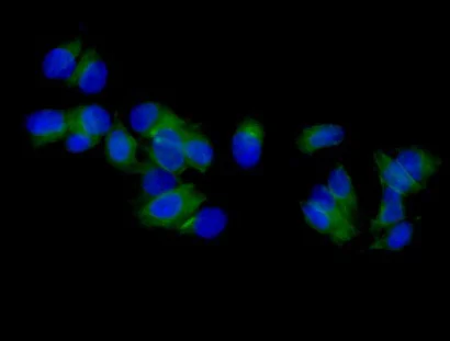 Immunocytochemistry/ Immunofluorescence - Anti-Septin 2 antibody [EPR12122] (AB187654)