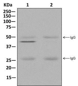 Immunoprecipitation - Anti-Septin 2 antibody [EPR12123] (AB179436)