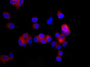 Immunocytochemistry/ Immunofluorescence - Anti-Septin 2 antibody [EPR12123] - BSA and Azide free (AB250084)