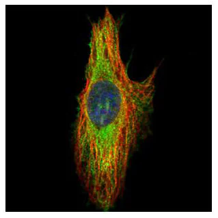 Immunocytochemistry/ Immunofluorescence - Anti-Septin 8 antibody (AB154112)