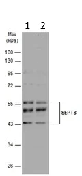 Western blot - Anti-Septin 8 antibody (AB154112)