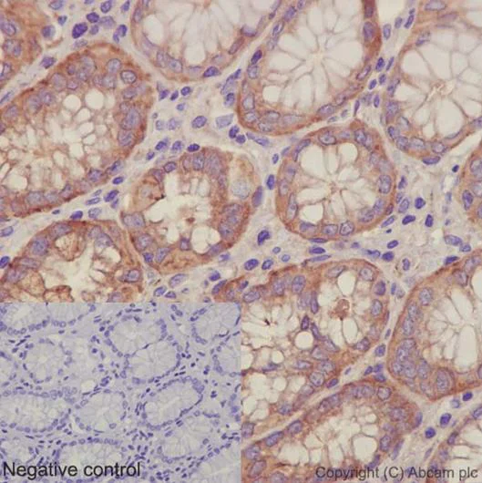 Immunohistochemistry (Formalin/PFA-fixed paraffin-embedded sections) - Anti-Septin 8 antibody [EPR16099] - BSA and Azide free (AB251065)
