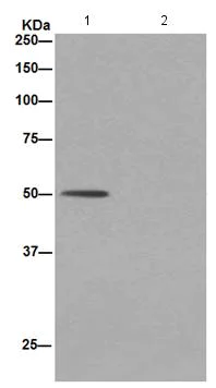Immunoprecipitation - Anti-Septin 8 antibody [EPR16099] - BSA and Azide free (AB251065)