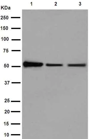 Western blot - Anti-Septin 8 antibody [EPR16099] - BSA and Azide free (AB251065)