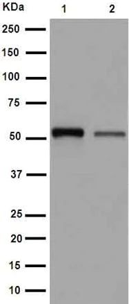 Western blot - Anti-Septin 8 antibody [EPR16099] - BSA and Azide free (AB251065)