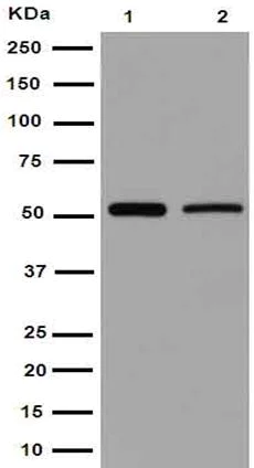Western blot - Anti-Septin 8 antibody [EPR16099] - BSA and Azide free (AB251065)